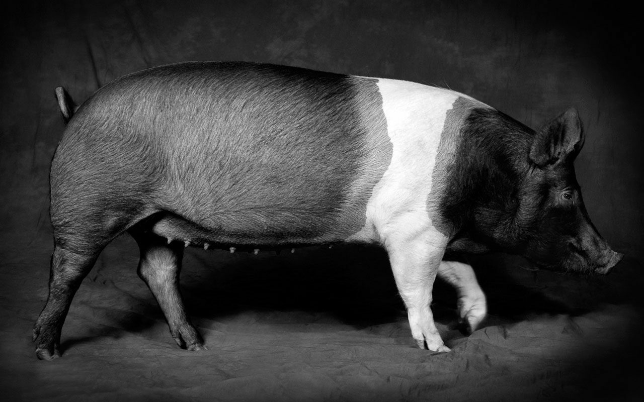 Pig-Creative-Photography-CR.jpg