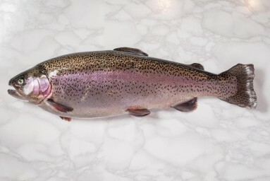 Charlie's Trout Photography Firm